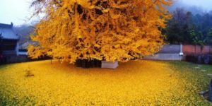 A 1,400-year-old Ginkgo tree shedding its leaves