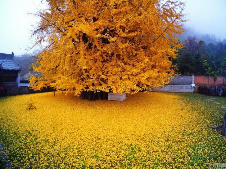 A 1,400-year-old Ginkgo tree shedding its leaves