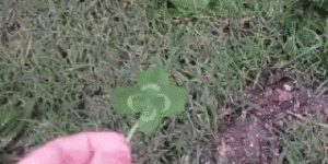 Dogs love four leaf clovers apparently.