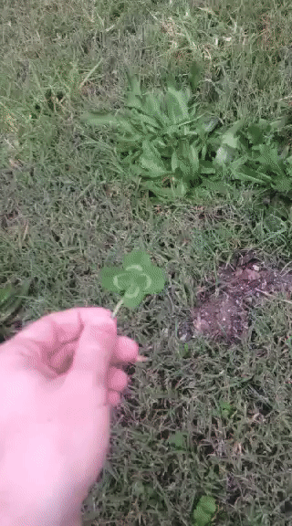 Dogs love four leaf clovers apparently.