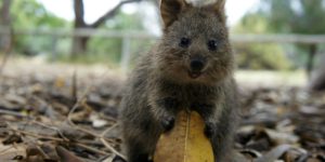 This is my leaf. There are many like it, but this one is mine.