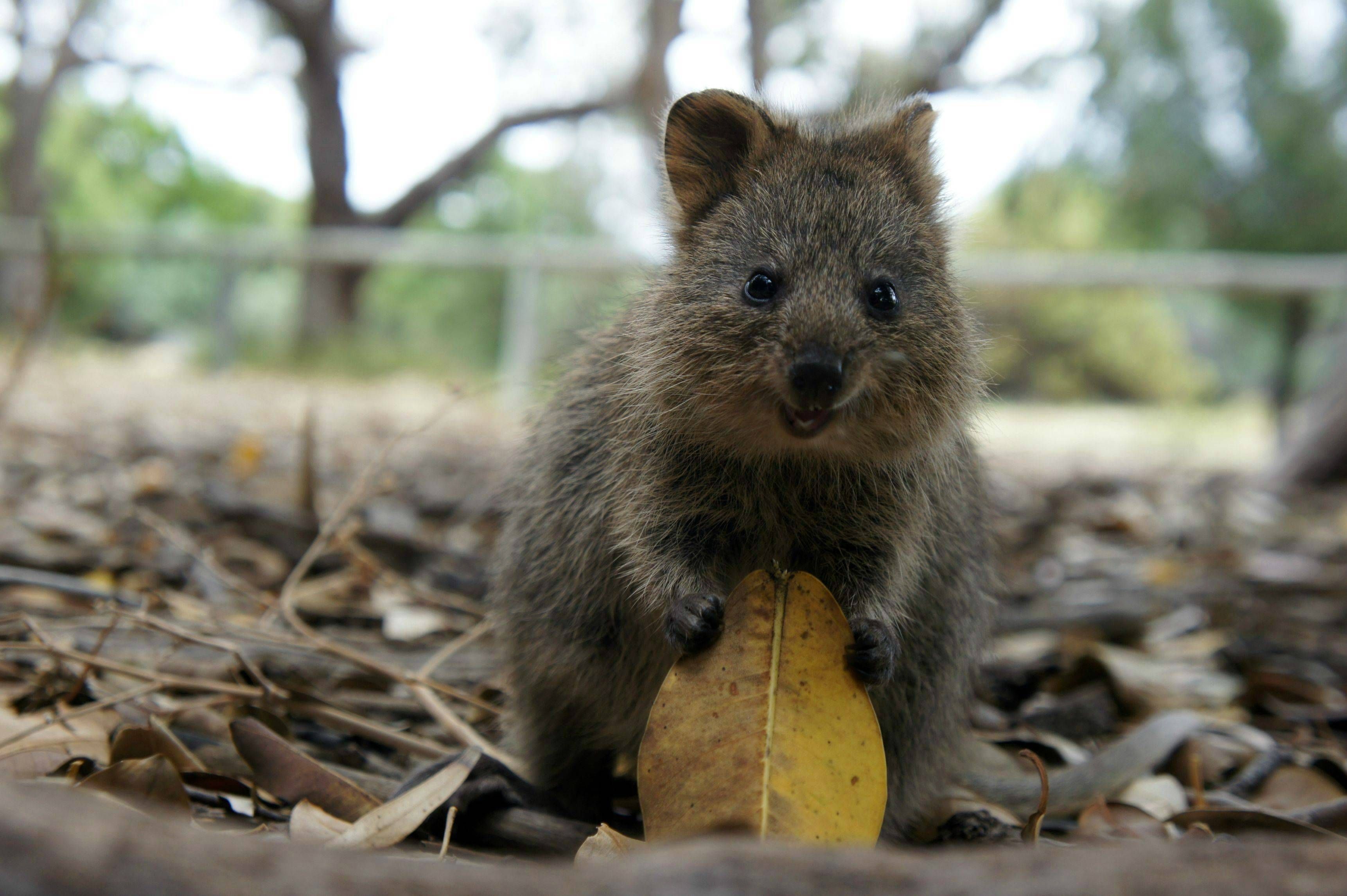 This is my leaf. There are many like it, but this one is mine.