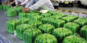 Minecraft watermelon IRL.