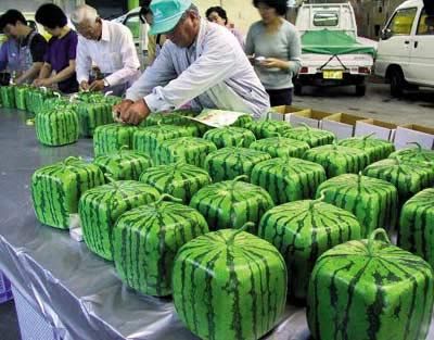 Minecraft watermelon IRL.