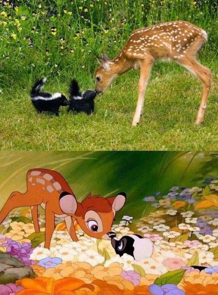 Bambi IRL.