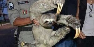 You are no match for my sloth fu!