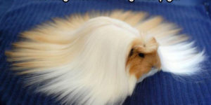 The magnificent haired guinea pig.