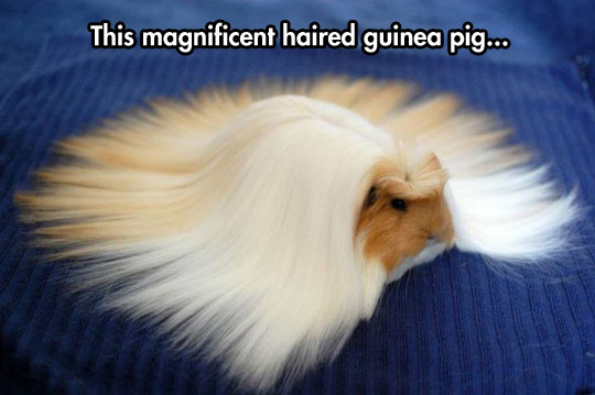The magnificent haired guinea pig.