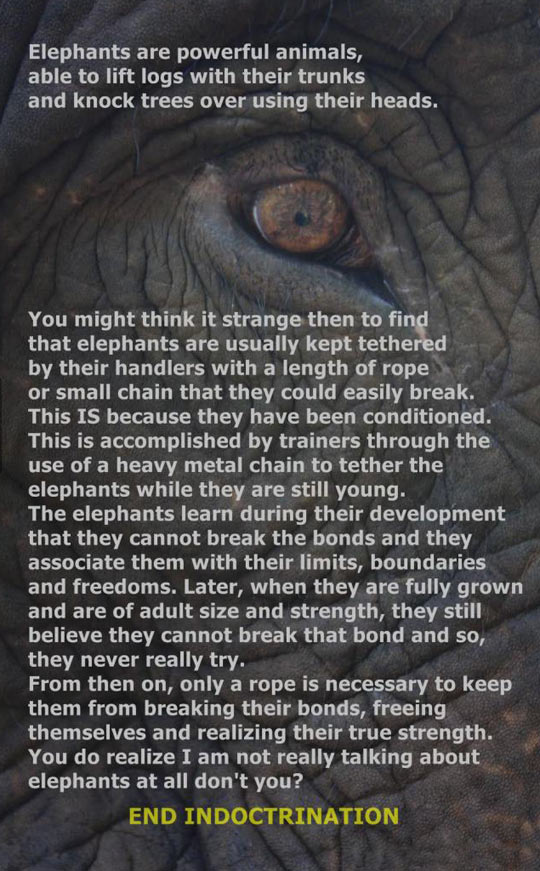 Elephants are powerful animals.