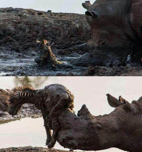 Rhino helps baby zebra