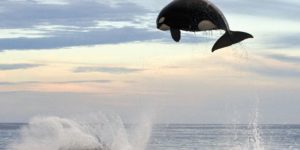 8 ton Orca jumps nearly 20 ft out of the water.