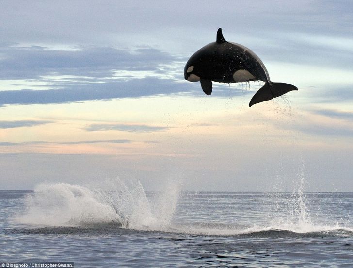 8 ton Orca jumps nearly 20 ft out of the water.