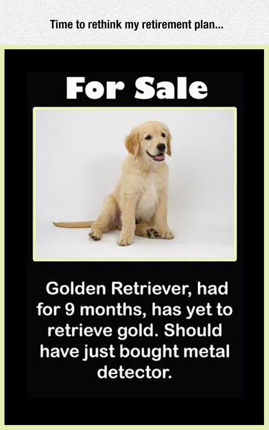 Golden Retriever For Sale