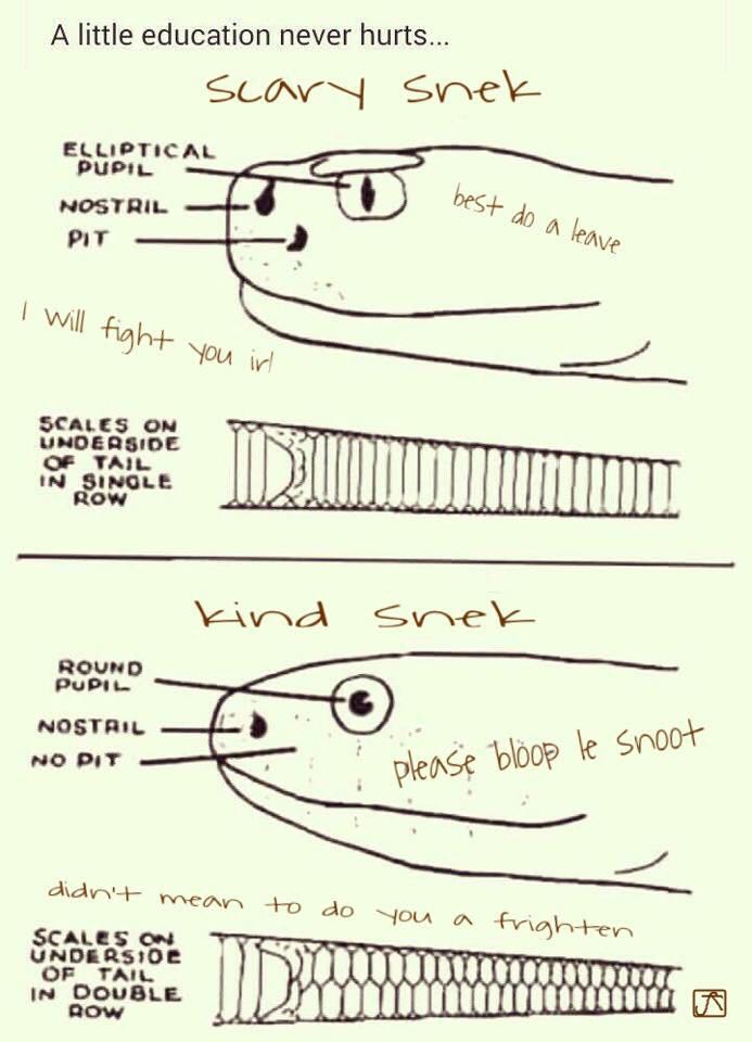 How to differentiate sneks