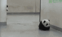 Panda pup learns boundaries.