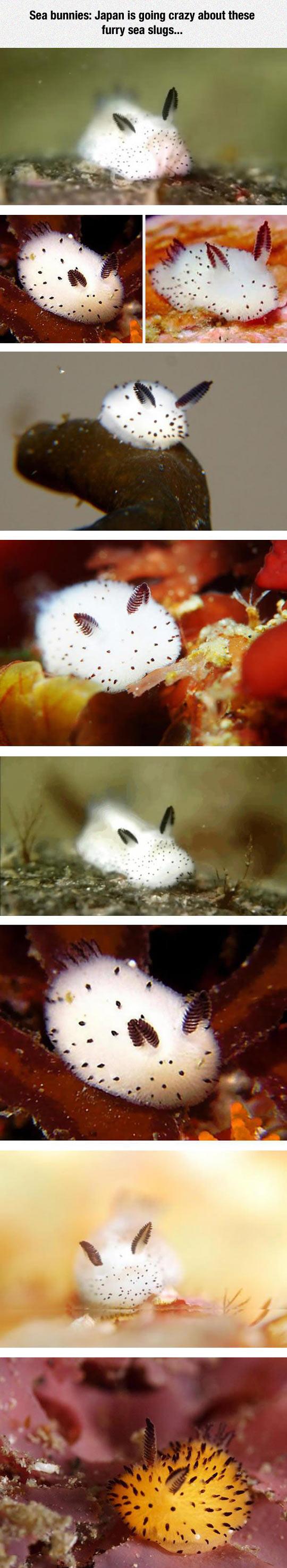 SEA BUNNIES!