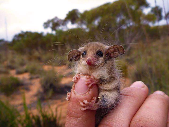 Not Every Australian Animal Wants You Dead