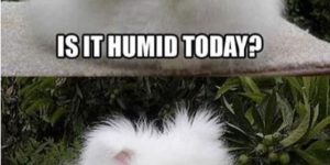 Is it humid today?