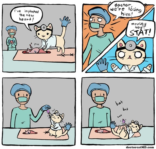 If cats were doctors.