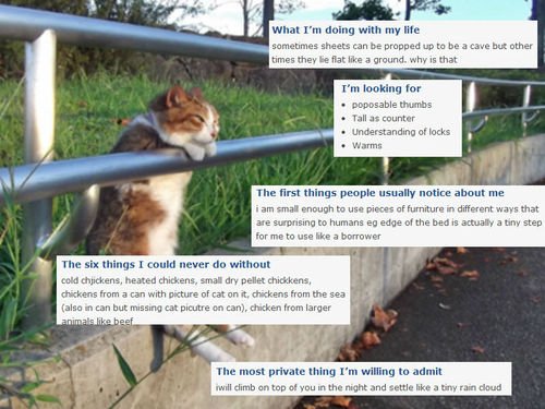 If cats had online dating profiles...