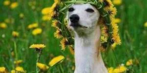 Girls at music festivals.