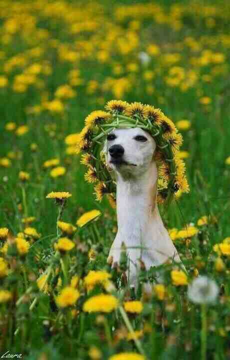 Girls at music festivals.