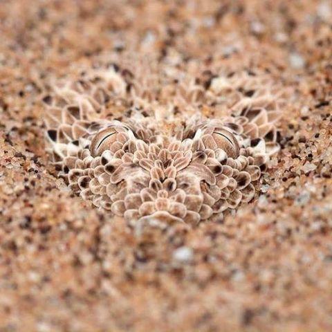 Expert camouflage
