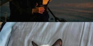 Grumpy Cat watches Titanic.