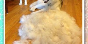 A warning to anyone thinking about getting a husky…