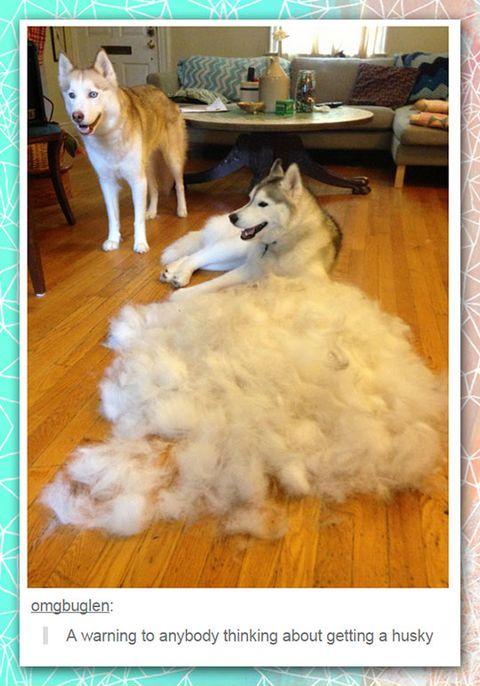 A warning to anyone thinking about getting a husky...