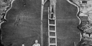 California redwood loggers, early 20th century.