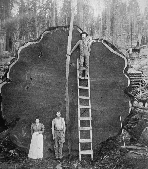 California redwood loggers, early 20th century.