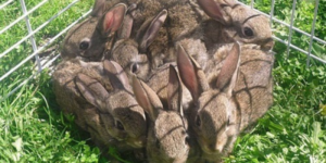 1 Square Foot Of Bunny