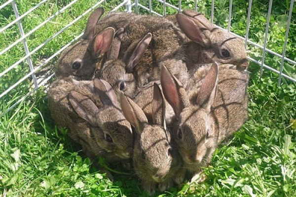 1 Square Foot Of Bunny