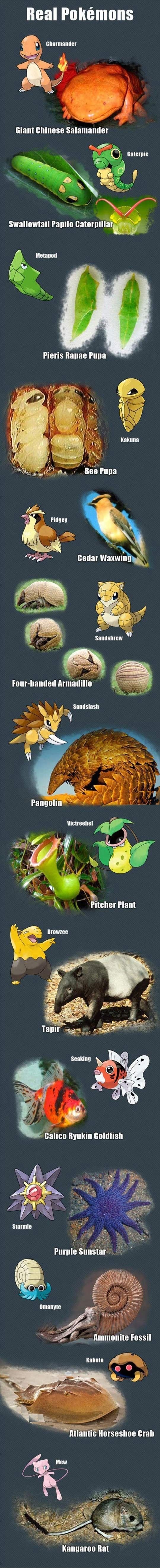 Pokemon in real life.