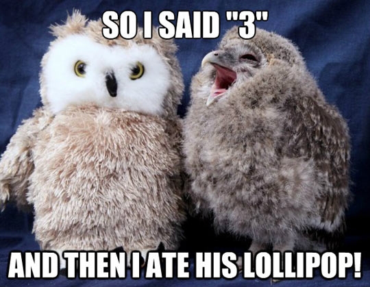 Owls are jerks.