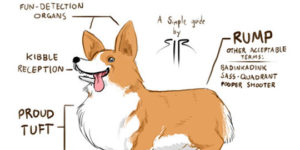 Anatomy of a Corgi