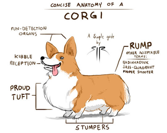 Anatomy of a Corgi