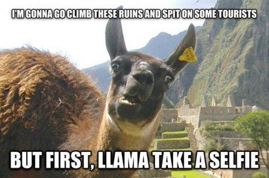 A day in the life of a Llama