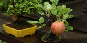 Bonsai apple tree