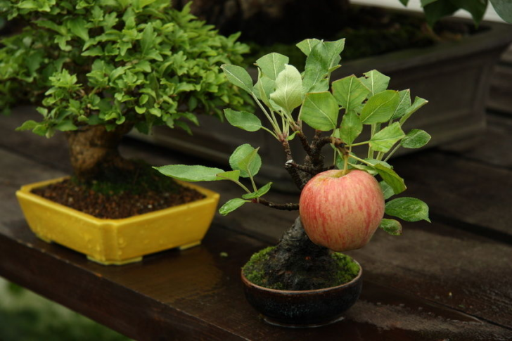 Bonsai apple tree