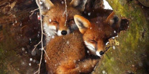 Peeping into the fox hole.