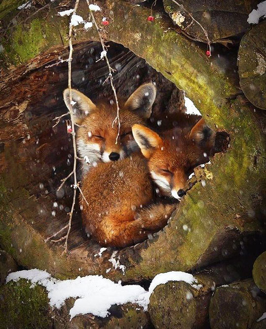 Peeping into the fox hole.