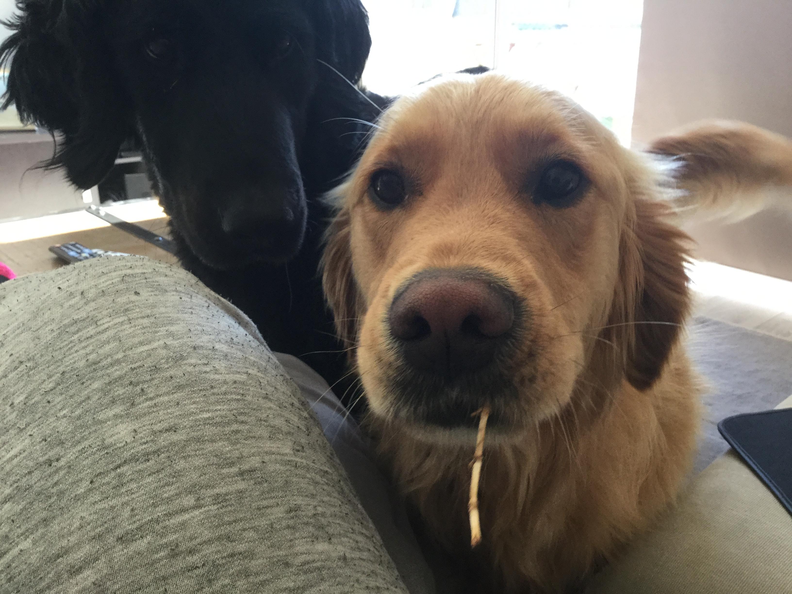 He's not allowed to bring toys inside, so he found the world's tiniest stick to entice me into playing fetch...