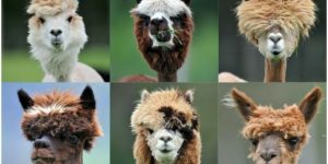 Emo alpacas.