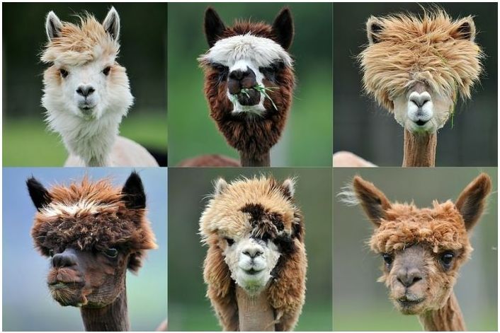 Emo alpacas.