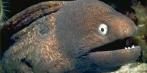 Bad joke eel strikes again.