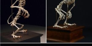 Skeletons of Disney Characters.