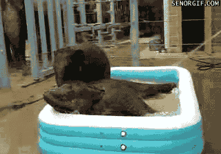 Baby elephant bath time.