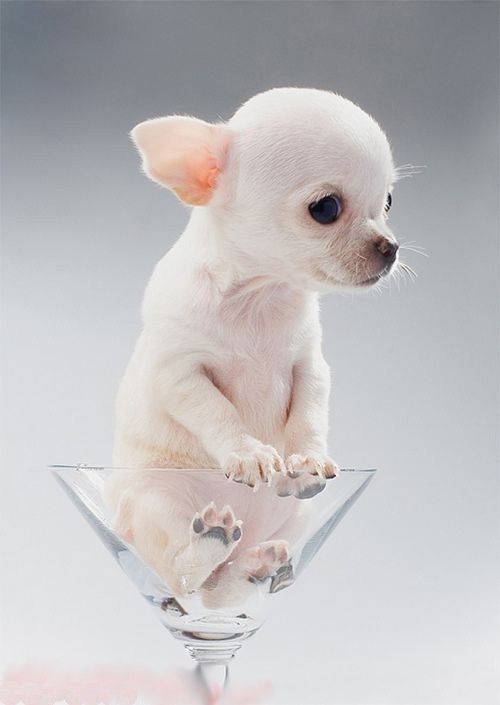 Martini Chihuahua.